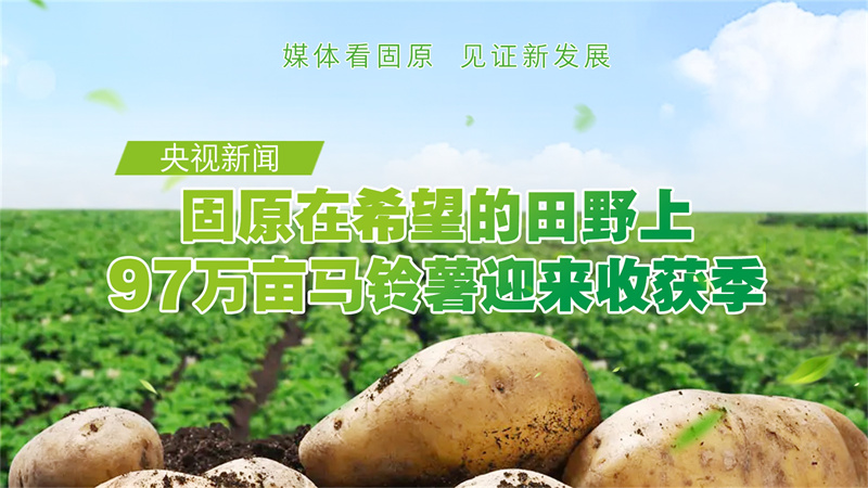 宁夏固原 在希望的田野上 97万亩马铃薯迎来收获季